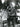 Vtg RARE B&W Portrait of ELVIS PRESLEY Singing On Stage Photo #184