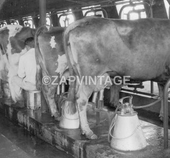 Vtg 1900s Cows Getting Milked Milking Cows In Dairy Factory Photo #2539