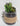 New Country Shabby Chic Farm House Artificial Succulents in Glass Jar W/ Burlap
