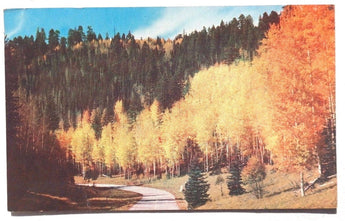 Vintage 1962 KAIBAB NATIONAL FOREST Arizona Near GRAND CANYON Photo Postcard