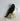 New Dark Prophecy Raven Crow Perching On Gold Habiscus Flowers Figurine Bookend