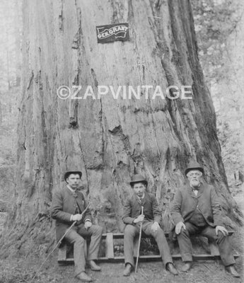 Vintage Late 1800's General Grant Tree Kings Canyon National Park Photo #2358