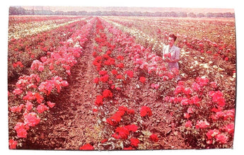 Vintage 1960'S ROSE BEDS NEAR LOS ANGELES California Photo Postcard