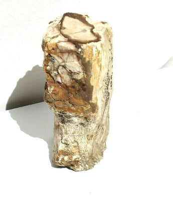 Petrified Wood Log Bark Agate Geode Nodule Specimens Fossils 3.5 lbs 56.8 oz