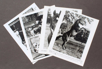 Vtg 1994 Black Beauty Movie Promo T.V. Film Press Kit / Lobby Card Photos