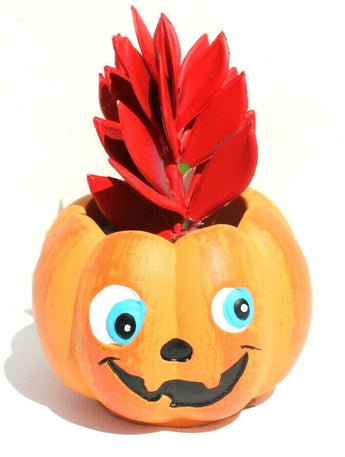 NEW Orange Happy Halloween Pumpkin Ceramic Planter Plot W/ Succulents