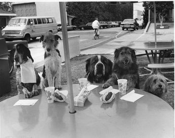 Vintage 1970s Black & White Photo - Funny Dogs Sitting Down To Eat Hot Dogs #45