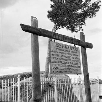 Vtg 1955 Tree In Solid Rock Wood Sign Wyoming Tourist Sight Photo #1447