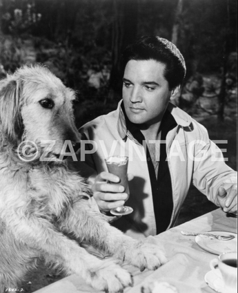 Vtg B&W Portrait of ELVIS PRESLEY Spinout Movie Photo (Dog Friend) #620