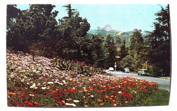 Vintage 1960's FERN DELL DRIVE Griffith Park LOS ANGELES CA Photo Postcard