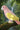 New Large Ceramic Pink & Yellow Tropical Bird Parrot Figurine Room Decor