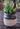 Rustic Industrial ARTIFICIAL Succulent Arrangement Garden GLASS JAR Planter