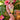 New Pink Tropical Pink Flamingo Head Decorative Flower Table Vase Room Decor