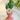 New Tommy Bahama Tropical Parrot Bird Shaped Candle Room Decor Figure Gift