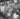 Vtg 1900s Cows Getting Milked Milking Cows In Dairy Factory Photo #2539