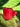 New Red Summer Cute Strawberry Coffee Tea Mug W/ Strawberry Handle Gift