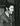 Vintage RARE B&W Portrait of ELVIS PRESLEY Photo #185