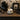 New Halloween Skulls & Roses Gold / Black Tea Cup & Saucer Gothic Tea Set