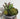 New Country Shabby Chic Farm House Artificial Succulents in Glass Jar W/ Burlap
