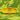 New Set Of 4 Yellow Melamine Corn on the Cobb Dishes BBQ Picnic Party
